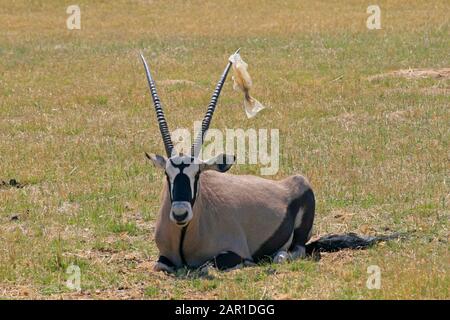 Gemsbok laying on grass with bag tied to it's left horn, Lion & Safari Park, Gauteng, South Africa. Stock Photo
