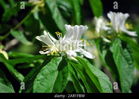 Japanese Honeysuckle (Lonicera japonica, golden and silver honeysuckle) flowers close up branch detail Stock Photo