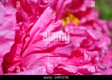 Pink peony flower petals close up macro texture detail with yellow pestle, blurry natural organic  background Stock Photo