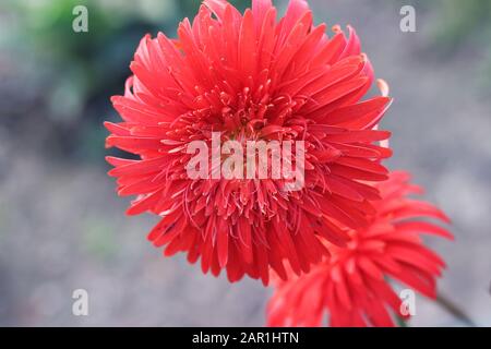 Dahlia Cactus flower. Hybrid Dahlia Engelhardt's Jubilee. Red Semi-Cactus Dahlia flower. Its a kind of cactus dahlia, spider dahlia blossom in Rose, s Stock Photo