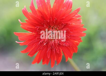 Dahlia Cactus flower. Hybrid Dahlia Engelhardt's Jubilee. Red Semi-Cactus Dahlia flower. Its a kind of cactus dahlia, spider dahlia blossom in Rose, s Stock Photo