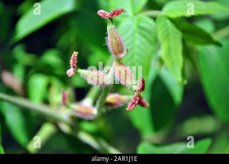 Walnut twig with female inflorescence close up detail, bright green spring leaves background Stock Photo