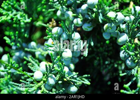 Green turquoise juniper twigs with small cones, top view, soft blurry background Stock Photo