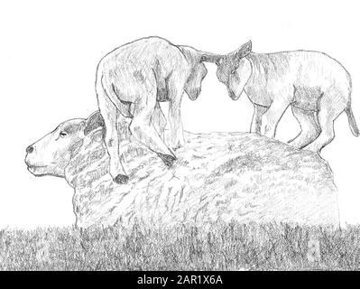 A drawing of a female sheep with her lambs Stock Photo