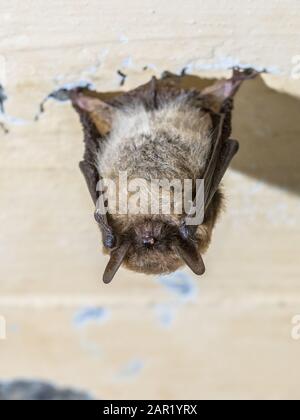Whiskered bat (Myotis mystacinus) hibernating on ceiling of underground bunker in the Netherands Stock Photo