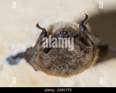 Whiskered bat (Myotis mystacinus) hibernating on ceiling of underground bunker in the Netherands. Hibernation is a state of  inactivity and metabolic Stock Photo