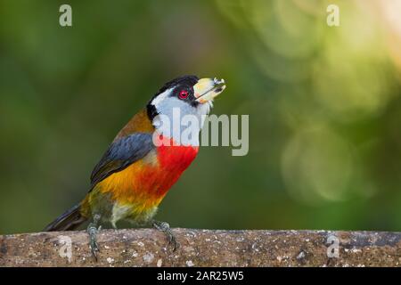 Toucan Barbet - Semnornis ramphastinus, beautiful colored special barbet from Andean forests, Mindo, Ecuador. Stock Photo