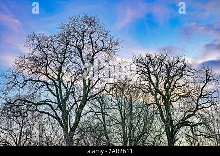 Trees, which was photographed against the light, in front of an idyllic evening sky with clouds that are illuminated by the setting sun. Stock Photo