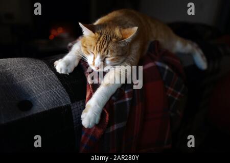 A tabby sleeping on the couch by the fireplace Stock Photo