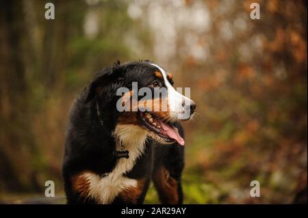 Bernese Mountain dog outdoor portrait Stock Photo