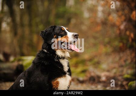 Bernese Mountain dog outdoor portrait Stock Photo