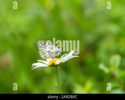 Marbled White Butterfly on marjoram flower( Melanargia galathea ) on a ox-eye daisy Stock Photo