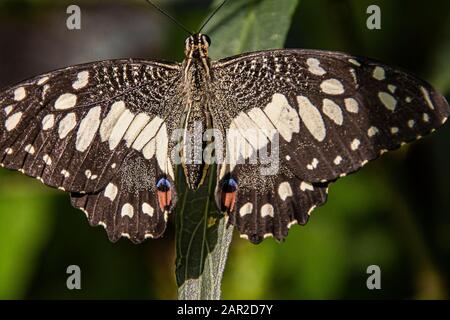 Black butterfly with vivid blue and red whites perched on the green leaves of a bush. Stock Photo