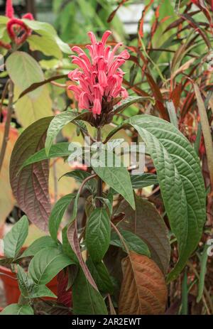 Full Plant of Brazilian Flower of Flamingo also Known as Justicia (Jacobinia Carnea) Stock Photo