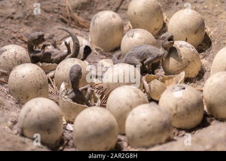 Fake Birth: Dinosaur Eggs and Small Newborn Dinosaurs. Stock Photo