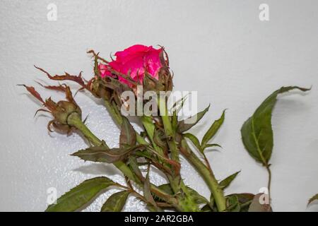 A rose from a bush infected with a virus called rose rosette spread by tiny mites carried by the wind Stock Photo