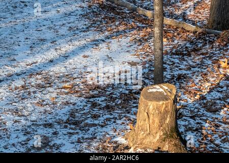 A stump of a tree that has been cut down still stands at the edge of a nature trail through the forest. Shadows fall on a ground of leaves and snow. Stock Photo