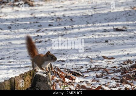 A wild American red squirrel lifts its tail and stands up on its hind legs as it cautiously looks around from the edge of a boardwalk leading onto a n Stock Photo