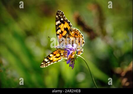 Beautiful butterfly Vanessa cardui or painted lady in backlight on a purple flower Stock Photo