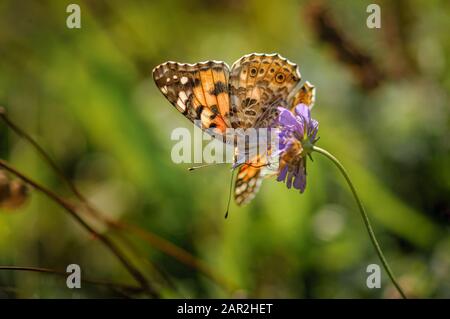 Beautiful butterfly Vanessa cardui or painted lady in backlight on a purple flower Stock Photo