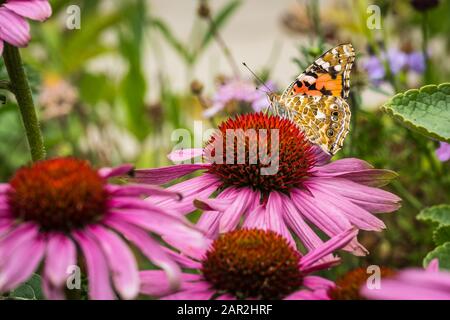 Painted lady butterfly pollinates echinacea purpurea or purple coneflower Stock Photo