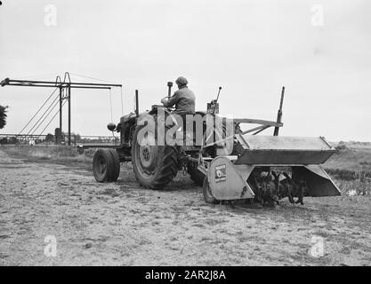 agricultural machinery and tools, work, milling, seaman Date: June 1952 Keywords: milling, agricultural machinery and tools, work Personal name: seaman Stock Photo