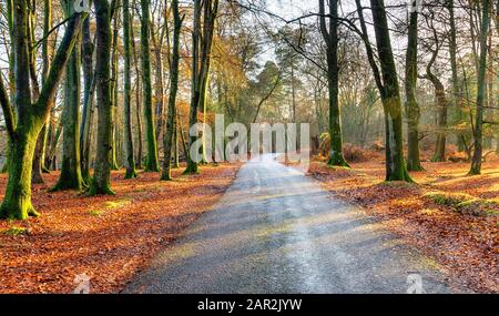 A country lane near Lyndhurst in the New Forest National Park in Hampshire Stock Photo