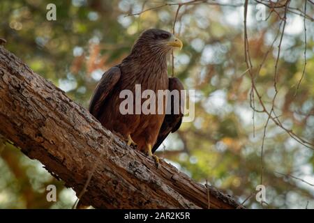 Yellow-billed Kite - Milvus aegyptius is the Afrotropic counterpart of the black kite (Milvus migrans), of which it is most often considered a subspec Stock Photo