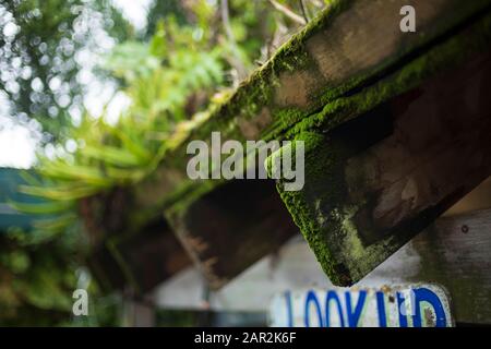 Green moss grows on the edge of a rafter that is holding up a living roof. Stock Photo