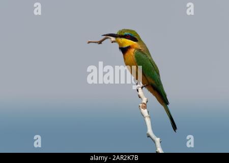 Little Bee-eater - Merops pusillus a near passerine green and yellow bird species in the bee-eater family, Meropidae. They are residents in much of Su Stock Photo