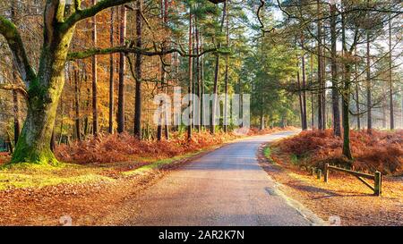 A late Autumn morning at the Bolderwood Arboretum Ornamental Drive near Lyndhurst in the New Forest National Park in Hampshire Stock Photo