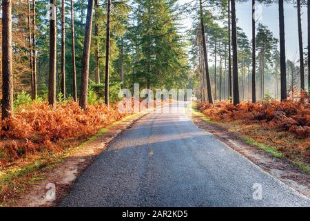 Bolderwood Arboretum Ornamental Drive, a scenic country lane near Lyndhurst in the New Forest National Park in Hampshire Stock Photo