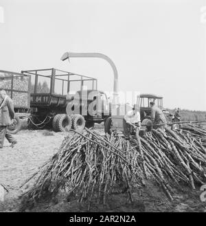 machines, tools, logs, workers Date: undated Keywords: workers, logs, machines, tools Stock Photo