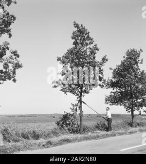 roads, trees, shrubs, workers, tools Date: undated Keywords: workers, trees, tools, shrubs, roads Stock Photo