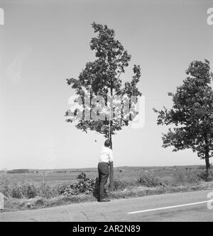 roads, trees, shrubs, workers, tools Date: undated Keywords: workers, trees, tools, shrubs, roads Stock Photo