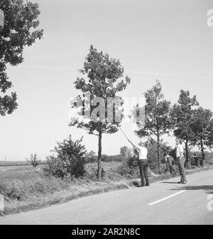 roads, trees, shrubs, workers, tools Date: undated Keywords: workers, trees, tools, shrubs, roads Stock Photo