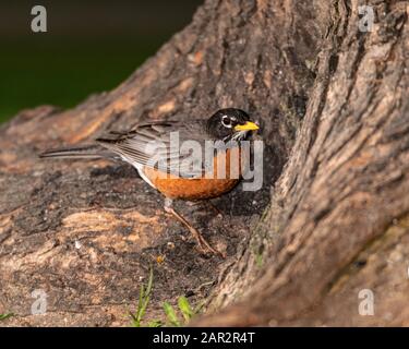 American Robin. Stock Photo