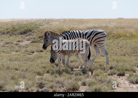 A baby zebra and its mother on the savanna in Namibia, Africa Stock Photo