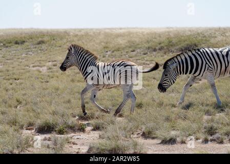 A baby zebra is enjoying being free on the savanna.  It is cantering with its tail out. Stock Photo