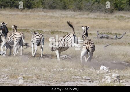 A zebra is standing on its front legs, its tail is high, while it delivers a kick to another zebra, Namibia, Africa.