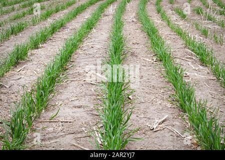 Rows of young wheat plants growing in a field Stock Photo