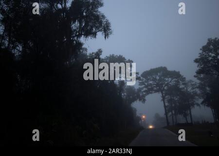 A country road in an eerie thick fog bordered by tall trees. Stock Photo