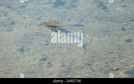 fish mugil cephalus swimming in a river with daylight Stock Photo