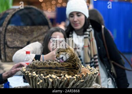 kennel club bengal kittens