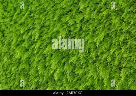 Light green garden hedge pattern. Background of white cedar closeup. Green background of plant cedar. Natural textured background. Bright green color of tree closeup. Decorative hedge background Stock Photo