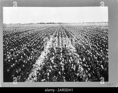 [tulip field in Spalding, Lincolnshire, England] Date: 1943 Location: Great Britain, Lincolnshire, Spalding Keywords: flower fields, World War II Stock Photo