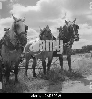 Dutch farmers are going to set up a business in France  World War II, agriculture Date: 1945 Location: France Keywords: agriculture, World War II Stock Photo