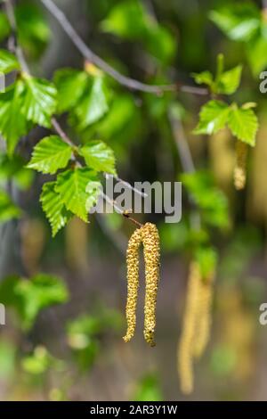 Twig with seed and leaves of a silver birch tree in spring Stock Photo