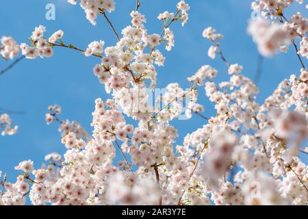 Blooming white sakura cherry blossom flowers close-up Stock Photo