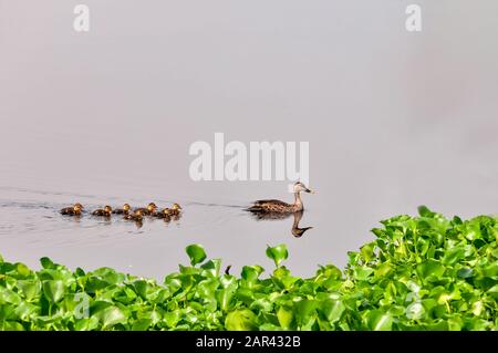 Indian spot billed duck and chicks Stock Photo